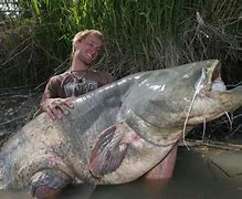 Image result for World Largest Catfish