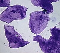 Image result for Cheek Cells Under Microscope