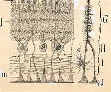 Image result for Ramon Y Cajal Retina Drawing