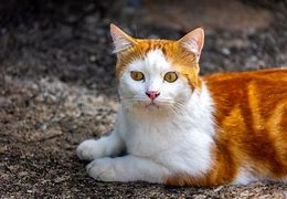 Image result for Orange Tabby Cat Long Hair