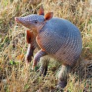 Image result for Armadillo Sitting