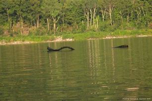 Image result for Ogopogo Lake Monster