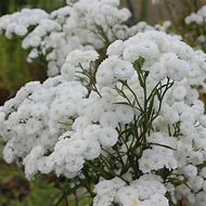 Image result for Achillea ptarmica Perrys White