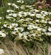 Image result for Echinacea Virgin