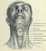 Image result for Esophagus Anatomy Diagram