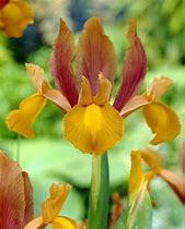 Image result for Iris hollandica Autumn Princess