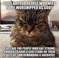 Image result for Cat Memes 300X300