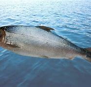 Image result for Vail Milky Fish