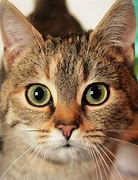 Image result for Beautiful Cat Face