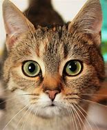 Image result for Cool Cat Faces