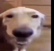 Image result for Butter Dawg