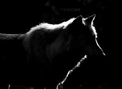 Image result for Lone Black Wolf
