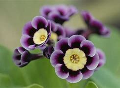 Afbeeldingsresultaten voor Primula auricula hybride