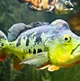 Image result for Cichlid Species List with Pictures