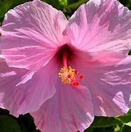 Image result for Hibiscus moscheutos Rose Vif