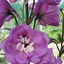 Image result for Delphinium Delphi Diamant ®