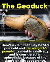 Image result for Geoduck Meme