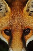Image result for Close Up Animal Face Cute