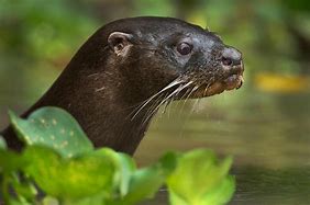 Image result for Neotropical Otter