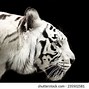 Image result for Profile Pic Man with a Tiger