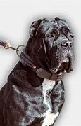 Image result for Cane Corso Collat