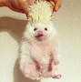 Image result for Albino Hedgehog