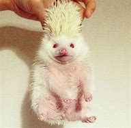 Image result for Albino Hedgehog