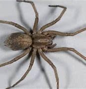 Image result for Hobo Spider Colorado