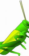 Image result for Cricket Animal Cartoon