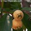 Image result for Yellow Rose Apple Tree