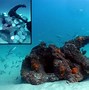 Image result for Frags Coral