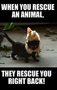 Image result for Cat Rescue Meme
