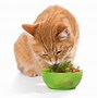 Image result for Cat Eating Vegetables