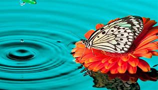Image result for Neon Butterfly Wallpaper 2048 X 1152 Pixels