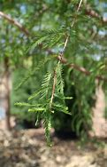 Image result for Bald Cypress Trees for Sale