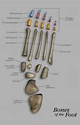 Image result for Foot and Ankle Bones