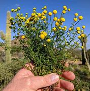 Image result for Arizona Weeds with Yellow Flowers