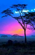 Image result for African Savannah Sunset