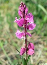 Image result for Polygala Dolomite