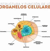 Image result for Organelos Celulares
