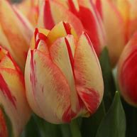 Image result for Tulipa Spryng Break
