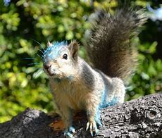 Image result for Russian Blue Squirrel