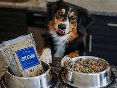 Image result for What Pet Foods Are Made with Crickets