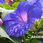 Image result for Ipomea Morning Glory