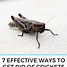 Image result for PetSmart Crickets