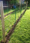 Image result for Grape Vine Trellis