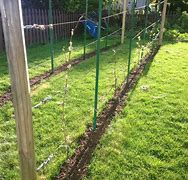 Image result for Grape Plant Support
