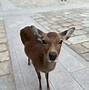 Image result for Nara Japan Nature