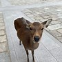 Image result for Nara Japan