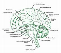 Image result for Brain Anatomy Chart